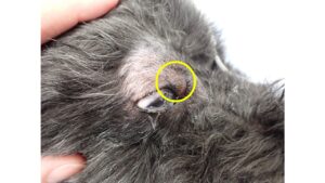 腫瘤がある犬